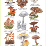 Deadly Fungi